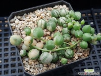 녹영금14 다육식물