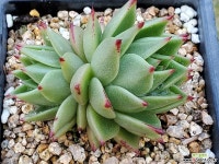 아이비 303-8046 다육식물