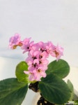 설화 (동일품배송 ) 목본류