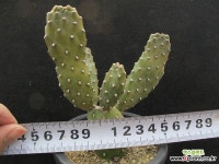 만세   00390 Succulent