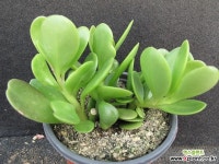 야곱세니   00396 Succulent
