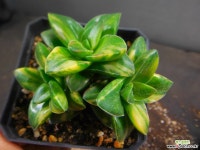 신동금 305-1063 다육금