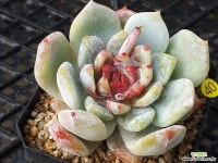 기차길옆다육이