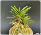 척령 완성분 풍란 부귀란(명품관)