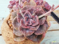 보라보라 보라빛 자연군생 짚시-3618 Succulent