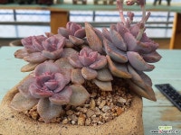 보라보라 보라빛 자연군생 짚시-3618 Succulent