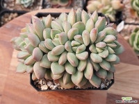 츄비립스 3-031 Succulent