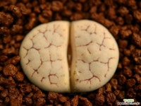 가55_ C367 gracilidelineata v. gracilidelinea Lithops