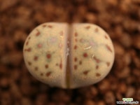 가81_ C181 dinteri ssp. multipunctata Lithops