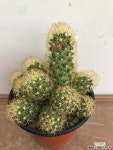 황금사(10306) 선인장