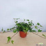 아이비 초특가 공기정화식물 한빛농원  공기정화식물