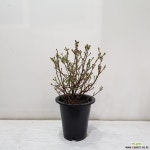 미스김라일락/공기정화식물/반려식물/온누리 꽃농원 공기정화식물