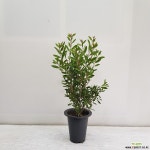 병솔/공기정화식물/반려식물/온누리 꽃농원 공기정화식물