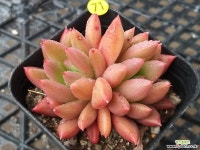 기차길옆다육이