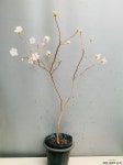 흰진달래 / 동일품배송 Wild Flower