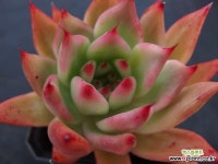 Echeveria agavoides Aioigasa Succulent