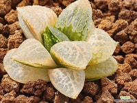 벡타금(호반금) 다육금