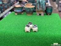 토어화분 엄지분 10 다육화분