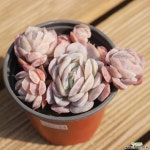 크림베리자연 0307-60 다육식물