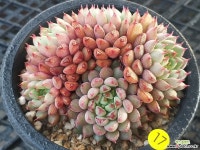 기차길옆다육이