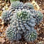 룬데리군생(672) Succulent