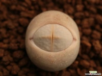 나63_ dinteranthus pole-evansii Lithops