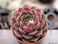 모히칸 3-4374 Succulent