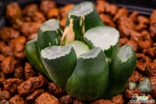 Haworthia maughanii variegated Hworthia