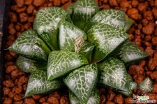 수정 x 스프링 특선(水晶 x springboks 特選)-01-28-No.2104 Hworthia