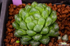 죠이아에 실생(joeyae 實生)-01-28-No.2264 하월시아