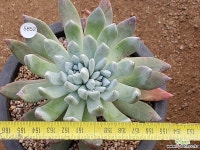 핫세이 103-5852 두들레야