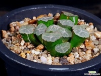 대길 51- Hworthia