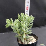 은전6 Succulent