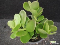 야곱세니   00993 Succulent