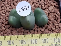 빌로붐 103-5899 코노피튬