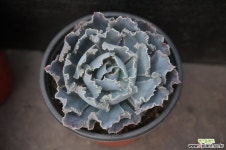 사막의별 92 Succulent