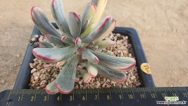 Cotyledon orbiculata cv variegated Variegated