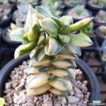 신동금 Variegated