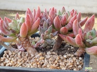 히아리움 203-5948 Succulent