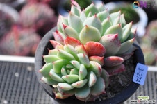 티피3-274 다육식물