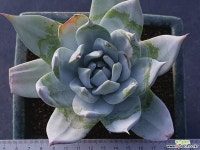 브리트니 두들레야