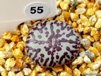 RR714 클립폰테인 55 Conophytum