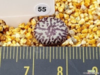 RR714 클립폰테인 55 Conophytum