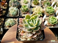 핑크베라 3-242 Succulent
