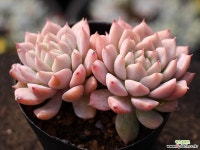리틀장미 군생 A1291 Succulent