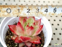 콩코드 27-65 Succulent