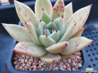 피그넷031253 Succulent