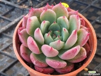 기차길옆다육이