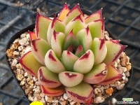 묵은토비 Succulent