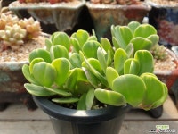 야곱세니 Succulent